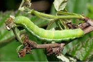 Orthosia gothica (Raupe)