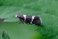 Lampronia flavimitrella