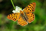 Issoria [Argynnis] lathonia