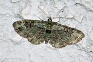 Pasiphila rectangulata