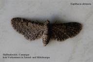 Eupithecia ultimaria
