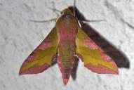 Deilephila porcellus