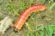 Cossus cossus (Raupe)