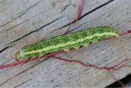 Hecatera bicolorata (Raupe)