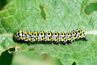 Cucullia verbasci (Raupe)