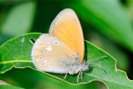 Coenonympha glycerion