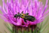 Oedemera pthysica