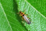 Metacantharis discoidea