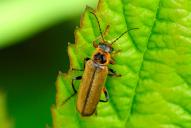Cantharis terminata