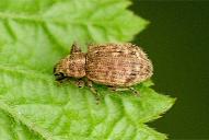 Sciaphilus asperatus