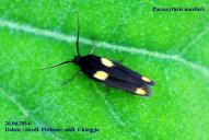 Parascythris muelleri