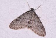 Trichopteryx carpinata