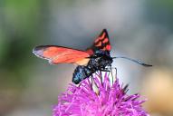 Zygaena transalpina