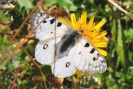 Parnassius phoebus