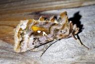 Autographa pulchrina