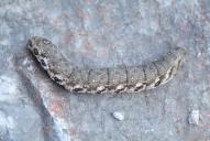 Proserpinus proserpina (Raupe)