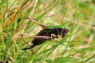 Metrioptera brachyptera