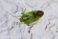 Neolygus viridis