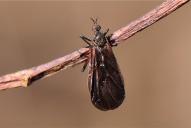 Empis borealis