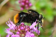 Volucella bombylans