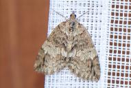 Hydriomena impluviata