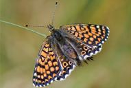 Melitaea cinxia
