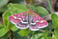 Pyrausta ostrinalis