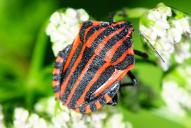 Graphosoma italicum italicum