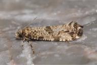 Morophaga choragella