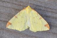 Opisthograptis luteolata