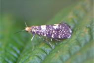 Lampronia corticella
