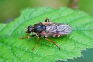 Coenomyia ferruginea