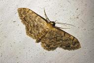 Idaea inquinata