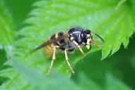 Dolichovespula saxonica