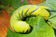 Acherontia atropos (Raupe)