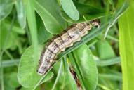 Tholera decimalis (Raupe)