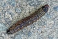 Apamea monoglypha (Raupe)