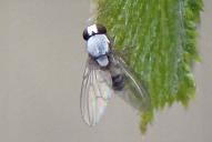 Leucophenga maculata