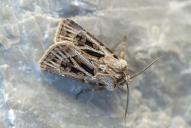 Agrotis fatidica