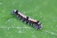 Lithosia quadra (Raupe)