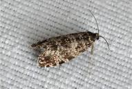 Pseudohermenias abietana