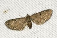 Eupithecia assimilata
