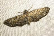 Eupithecia tripunctaria