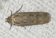 Platyedra subcinerea