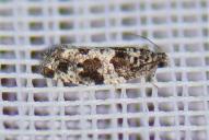 Gypsonoma oppressana