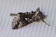 Syngrapha interrogationis