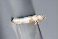 Cedestis gysseleniella