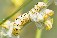 Cucullia lychnitis (Raupe)