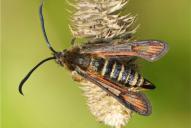 Bembecia ichneumoniformis