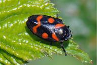 Cercopis sanguinolenta